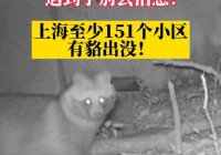 上海多个小区频现貉，国家二级保护动物入侵居民区