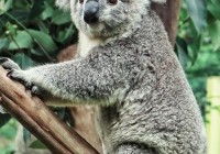 考拉是什么动物？探秘澳大利亚的树袋熊生活