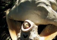 深海女妖真的存在吗？专家揭秘深海未解之谜！