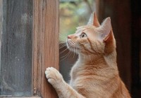 像贾格一样生活是什么体验？过来人告诉你！