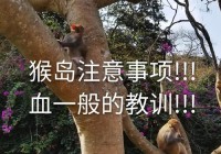 猴岛跑跑怎么样快速升级？技巧经验分享！