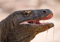 海岛大亨5评测：打造你的理想热带岛屿