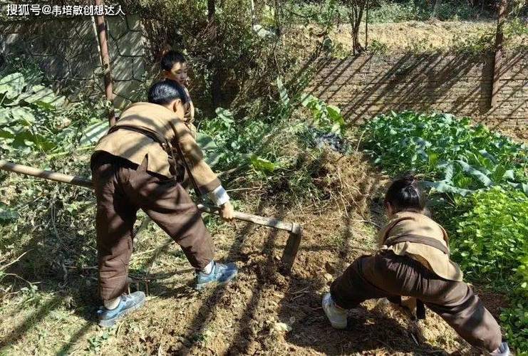 采药技巧与经验分享：从新手到采药达人