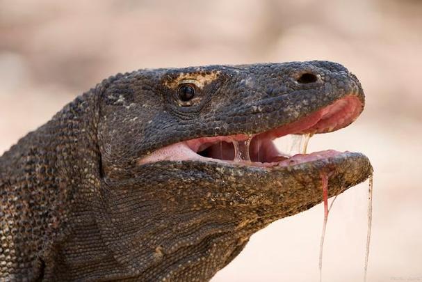 海岛大亨5评测:打造你的理想热带岛屿