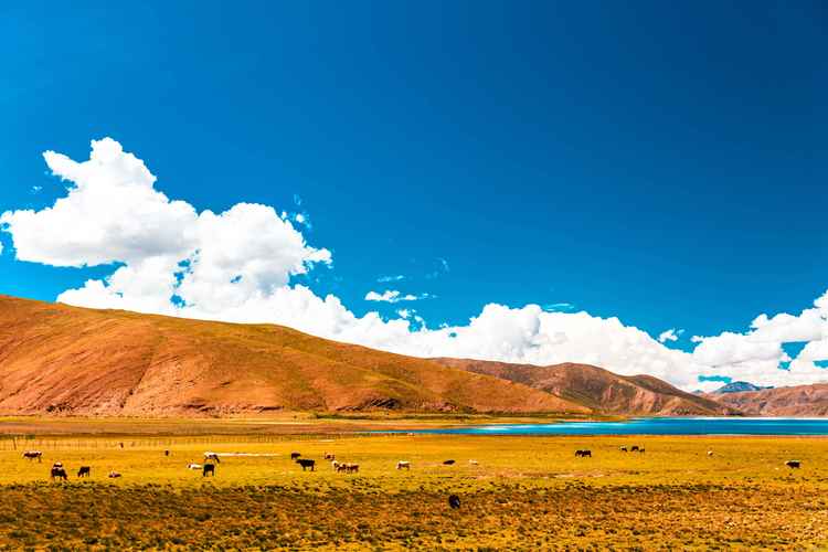 岸田梅尔最新动态：COSLove Live与游戏作品双重魅力