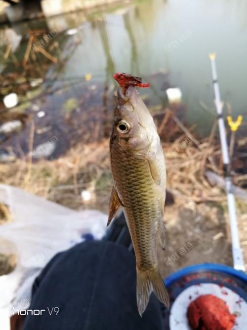 还在为钓大鼠尾鱼发愁吗？这些钓点让你满载而归！