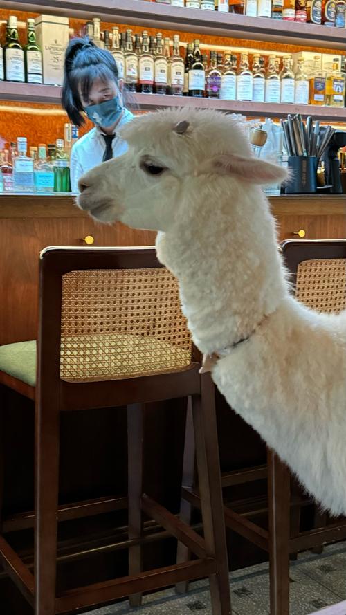 羊驼历险记故事剧情解析：跟随羊驼开启奇幻冒险