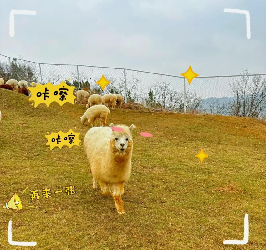 羊驼历险记故事剧情解析：跟随羊驼开启奇幻冒险