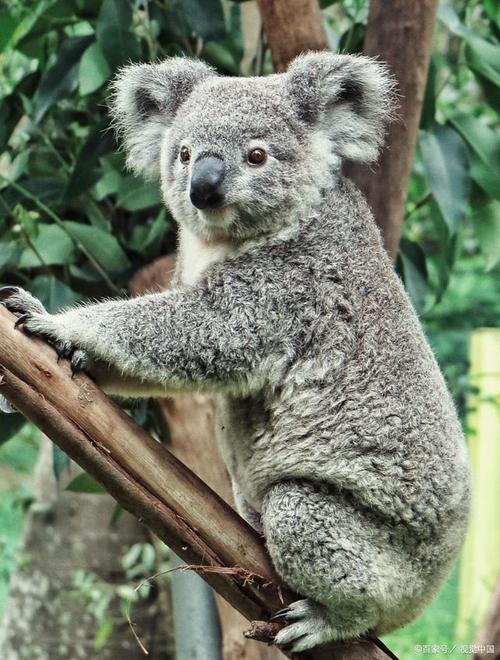 考拉是什么动物？探秘澳大利亚的树袋熊生活