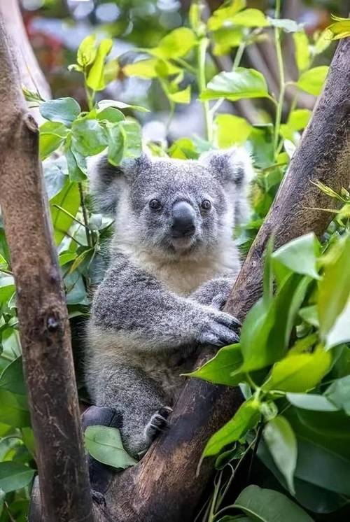 考拉是什么动物？探秘澳大利亚的树袋熊生活