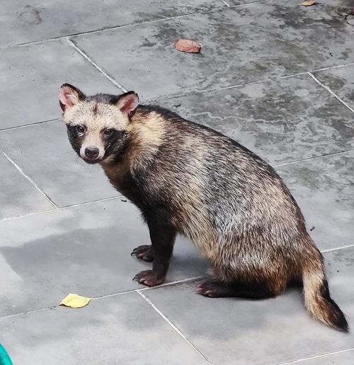 上海多个小区频现貉,国家二级保护动物入侵居民区