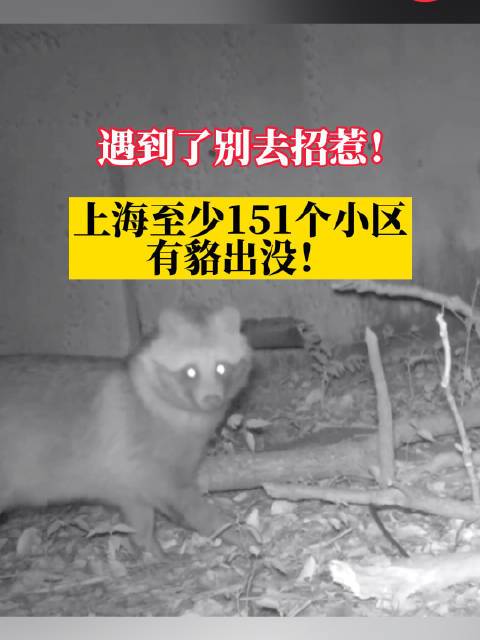上海多个小区频现貉,国家二级保护动物入侵居民区
