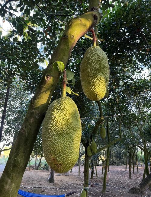 蜜风果园的水果怎么样？产地、口感全面测评！