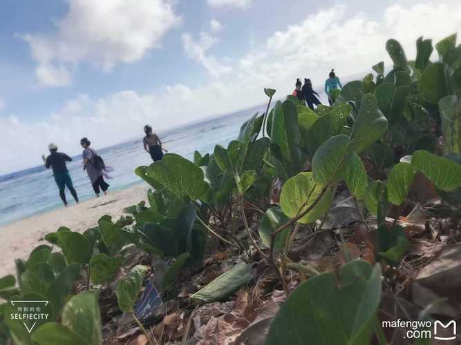 自由梦幻攻略大全，快速升级小技巧分享！