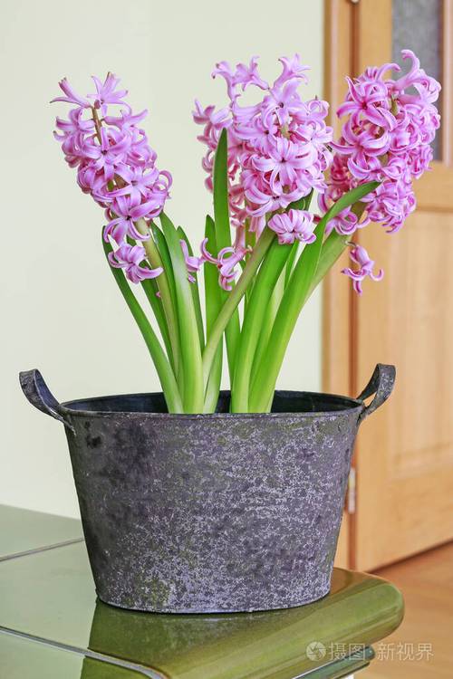 神魔大陆风信子有什么用？用途和获取方法！