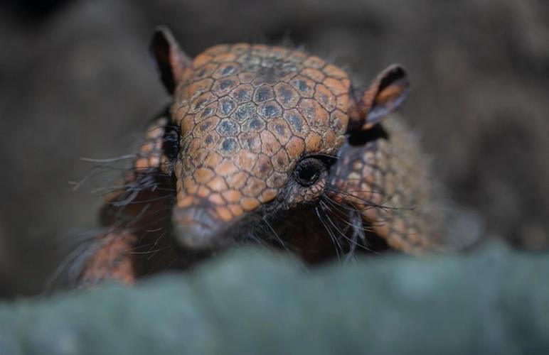犰狳空间跟其他空间比,哪个更好用?