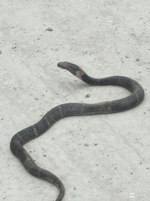 玩蛇tv3是真的吗？揭秘平台背后的那些事！