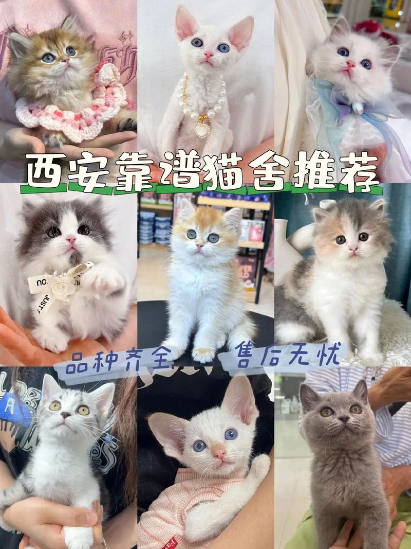 猫咪破永久vip哪里能找到？分享几个靠谱途径！