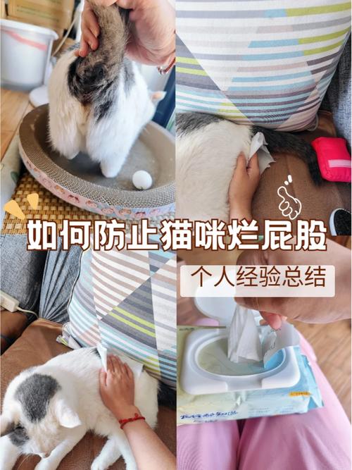 猫咪破永久vip哪里能找到？分享几个靠谱途径！