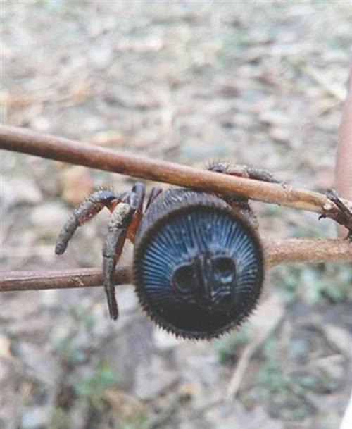 玉牙页岩蛛长什么样子啊？几张高清大图让你看清楚！