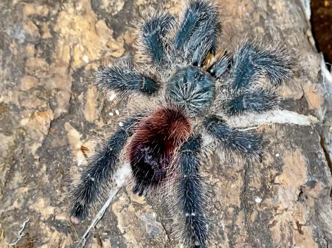 玉牙页岩蛛长什么样子啊？几张高清大图让你看清楚！