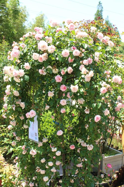 浪漫花房攻略怎么做？新手也能轻松打造梦想花园！